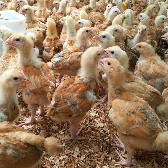 Two-week-old layer chicks